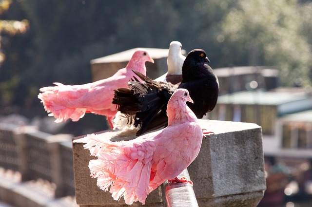 轻后卫在未 轻后卫在未